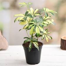 Schefflera 'Variegated'